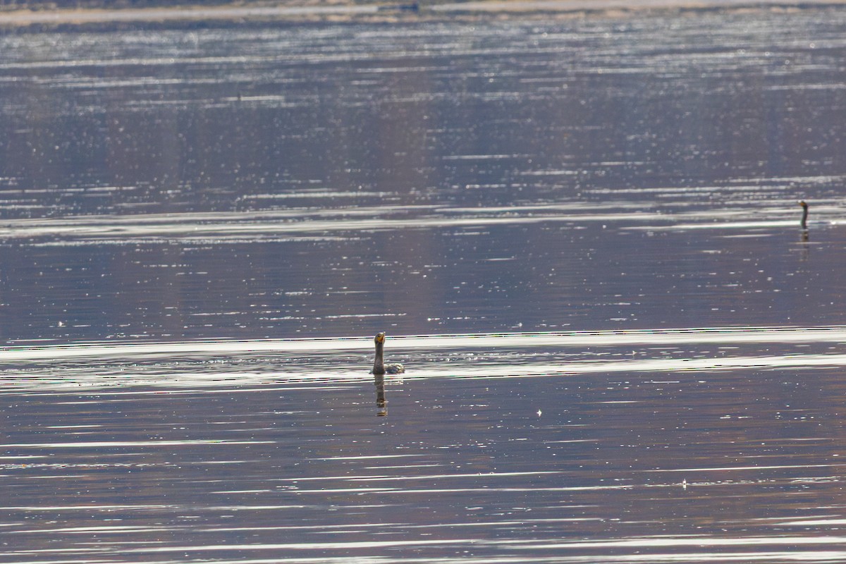 Double-crested Cormorant - ML645629906