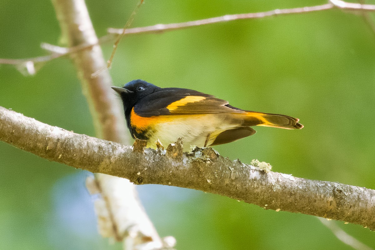 American Redstart - ML645629914