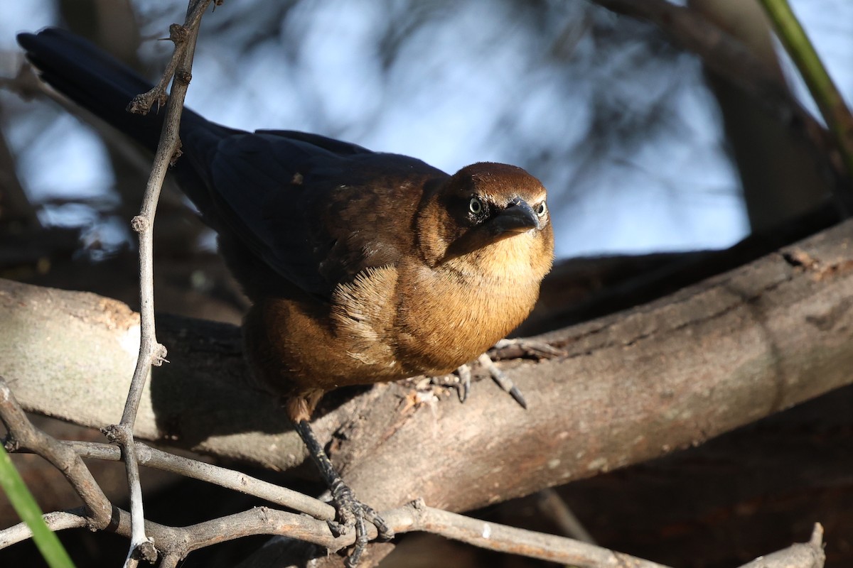 Great-tailed Grackle - ML645629915
