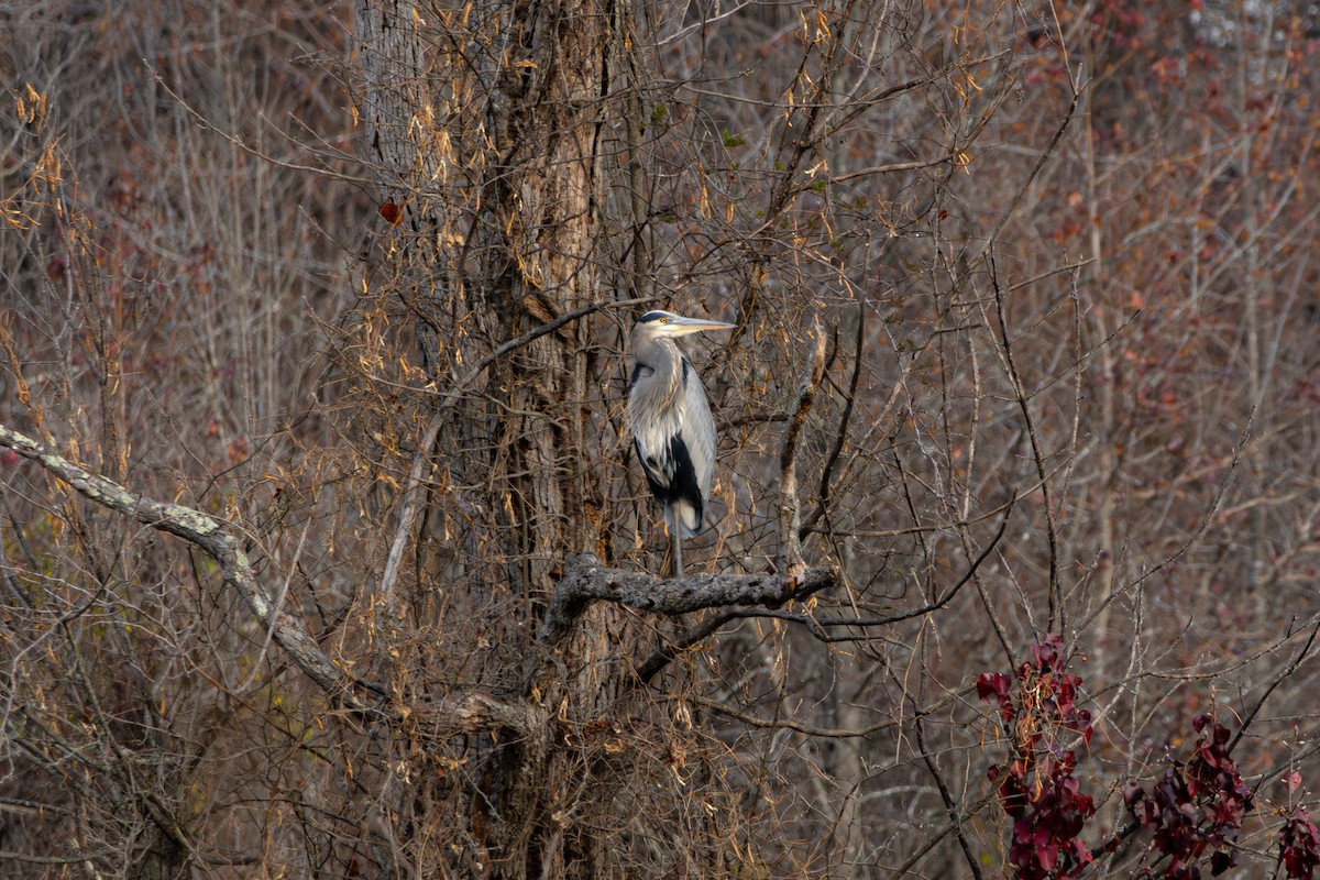 Great Blue Heron - ML645629928