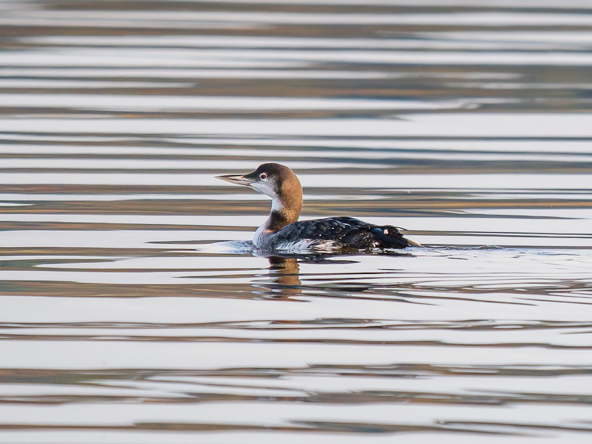 potáplice lední - ML645629929