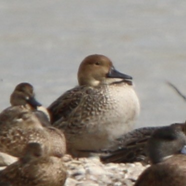 Codone - ML645629932