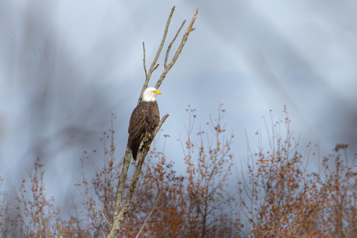 Bald Eagle - ML645629934