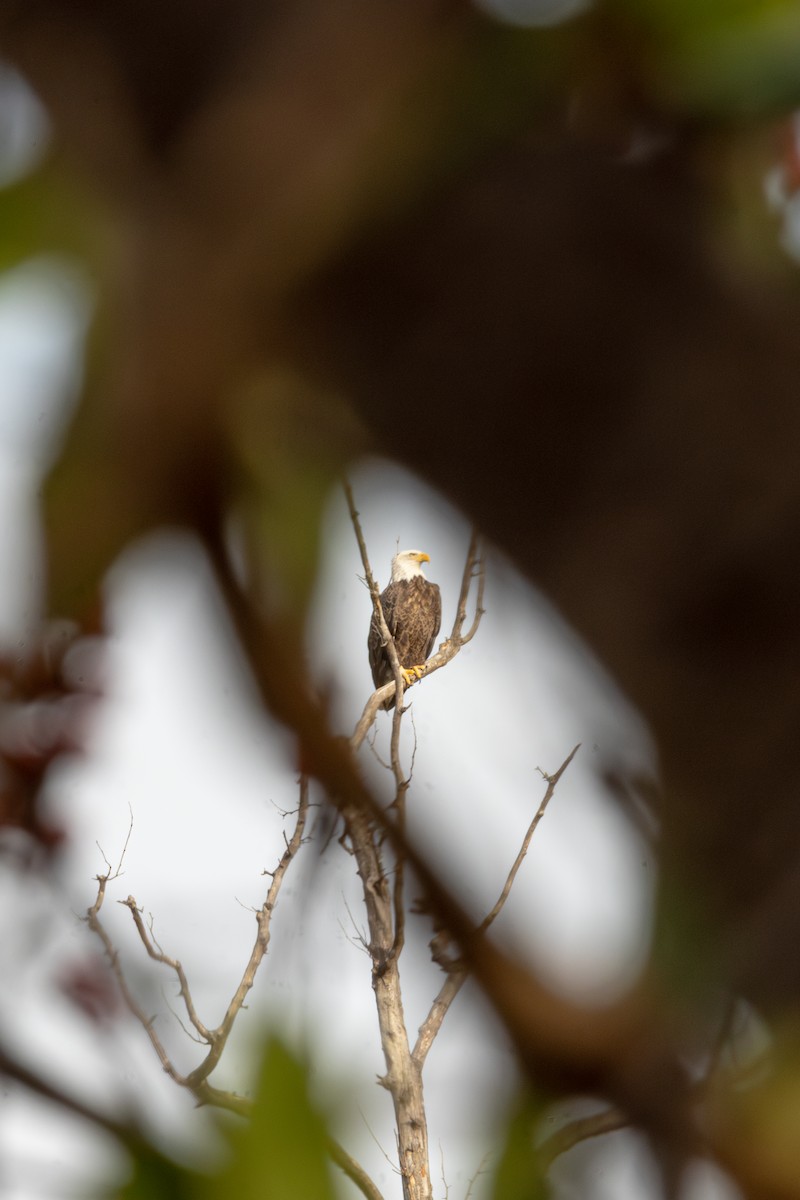 Bald Eagle - ML645629935