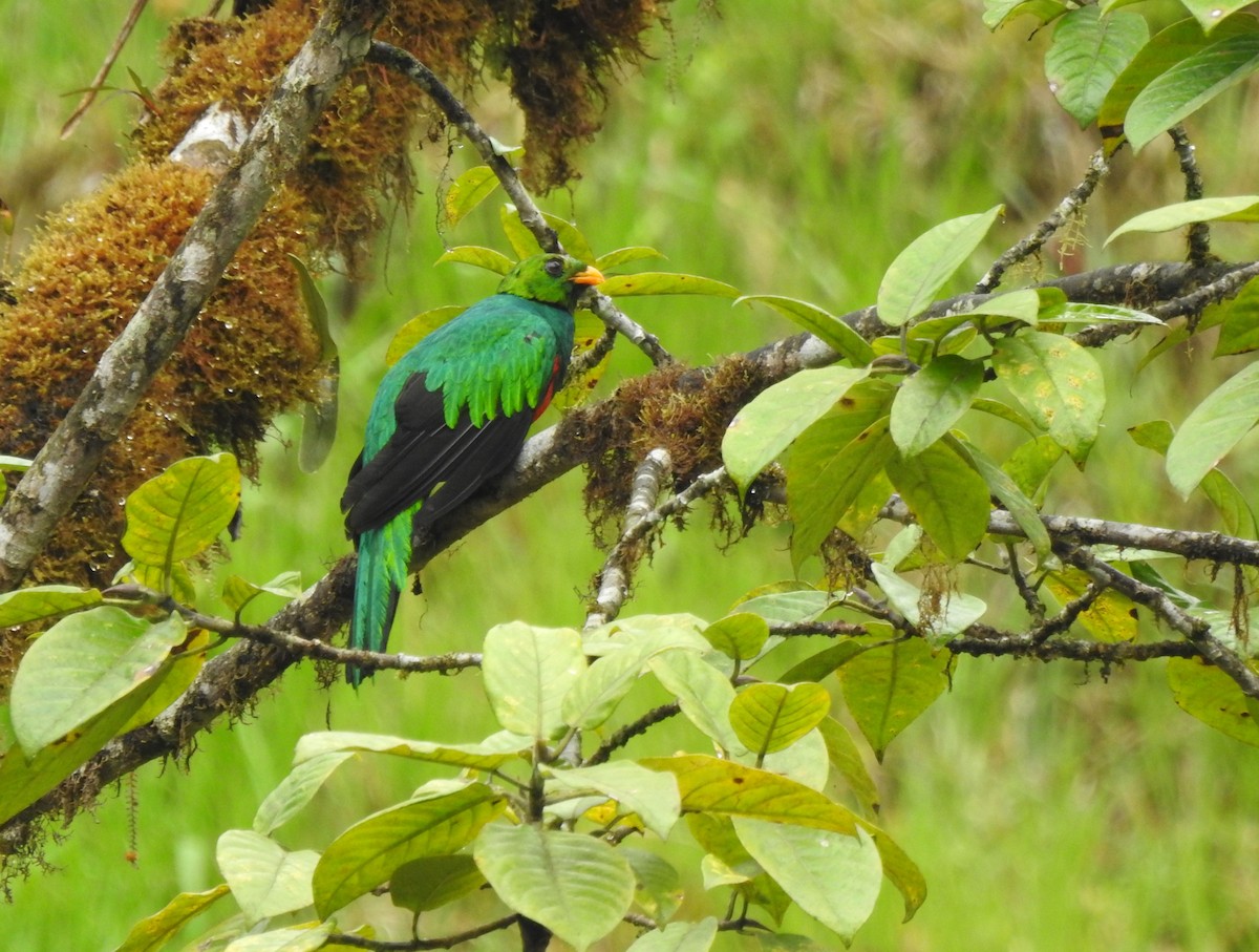 Goldkopftrogon - ML645629937