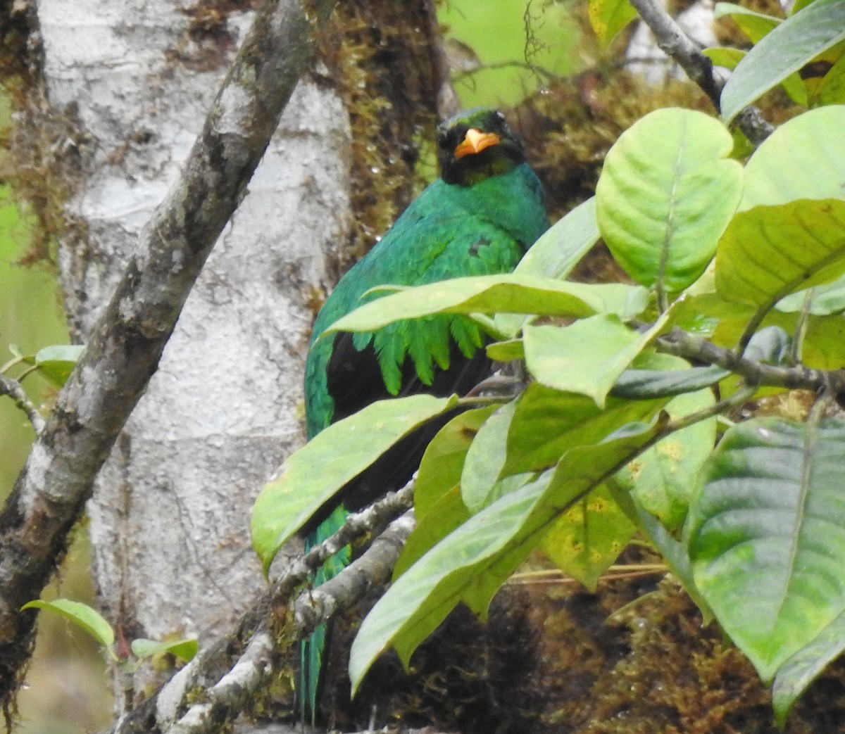 Goldkopftrogon - ML645629938