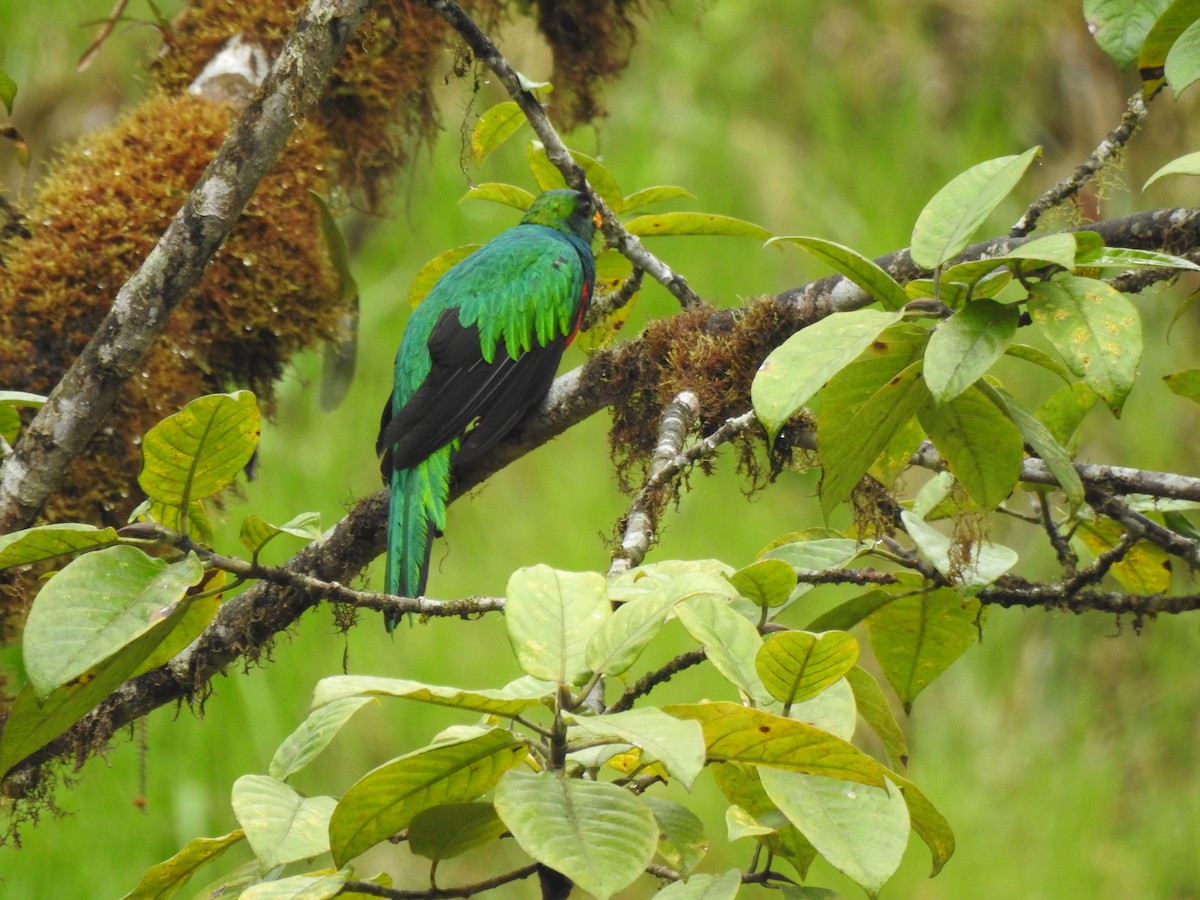 Goldkopftrogon - ML645629939