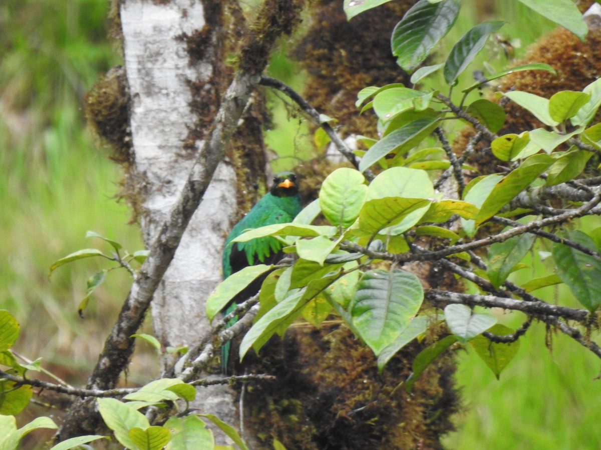 Goldkopftrogon - ML645629940