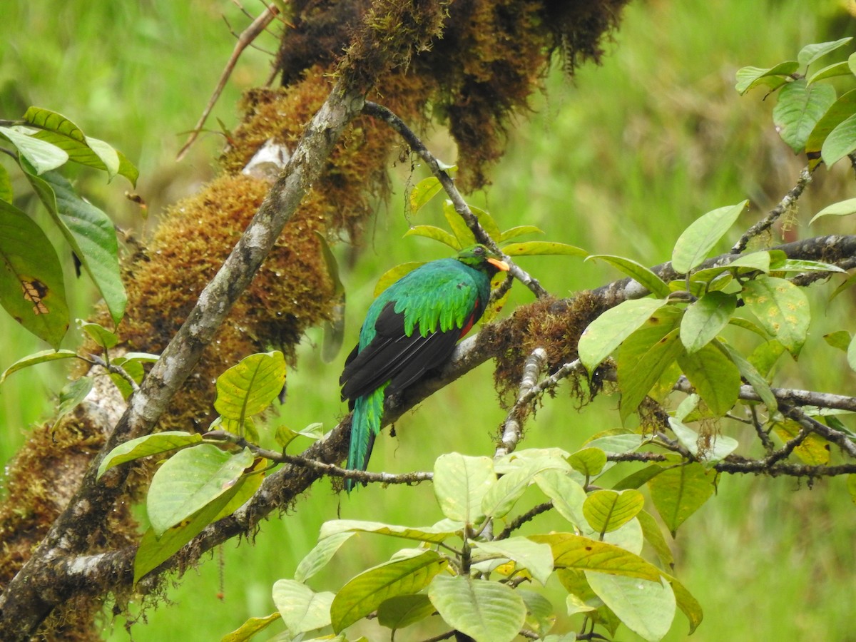 Goldkopftrogon - ML645629941