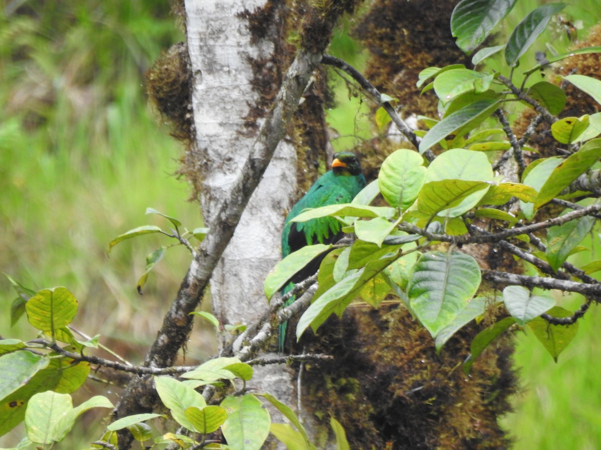 Goldkopftrogon - ML645629942