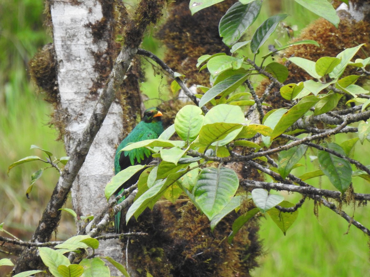 Goldkopftrogon - ML645629943