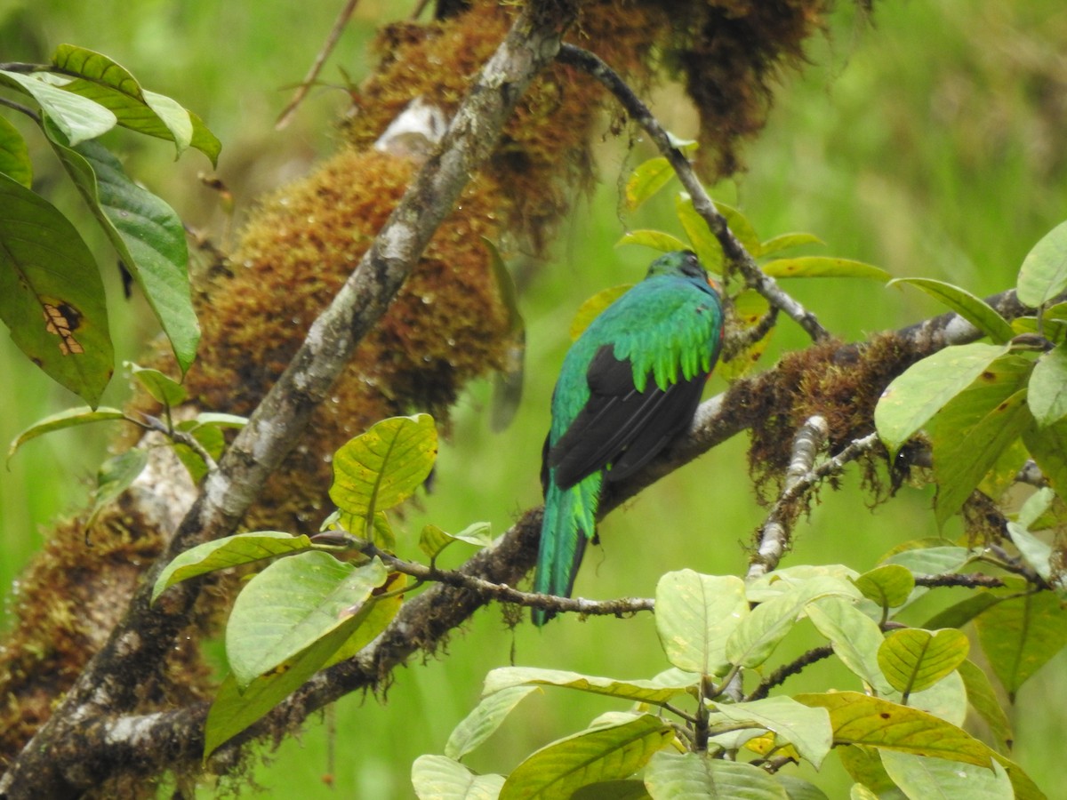 Goldkopftrogon - ML645629945