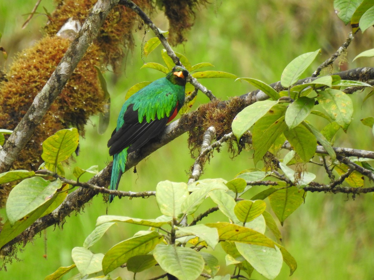 Goldkopftrogon - ML645629946