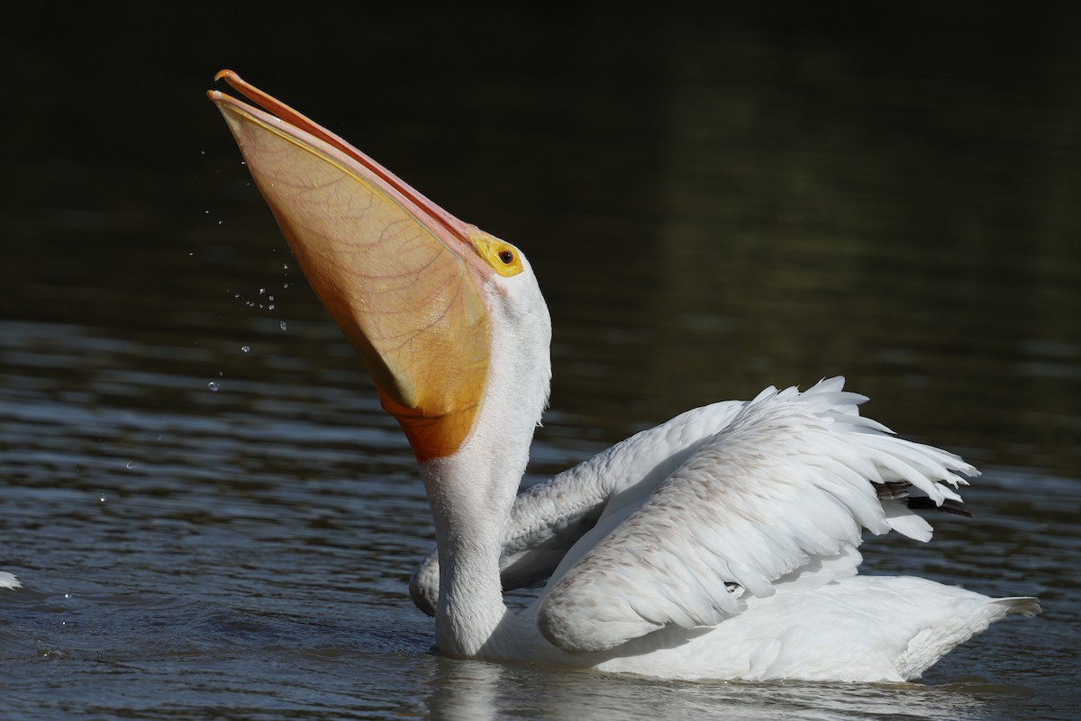 American White Pelican - ML645629949