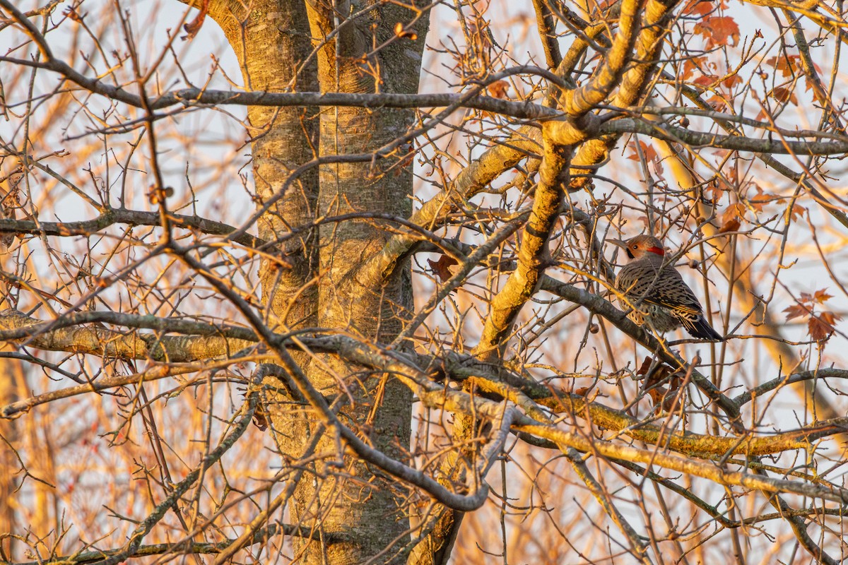 Northern Flicker - ML645629950