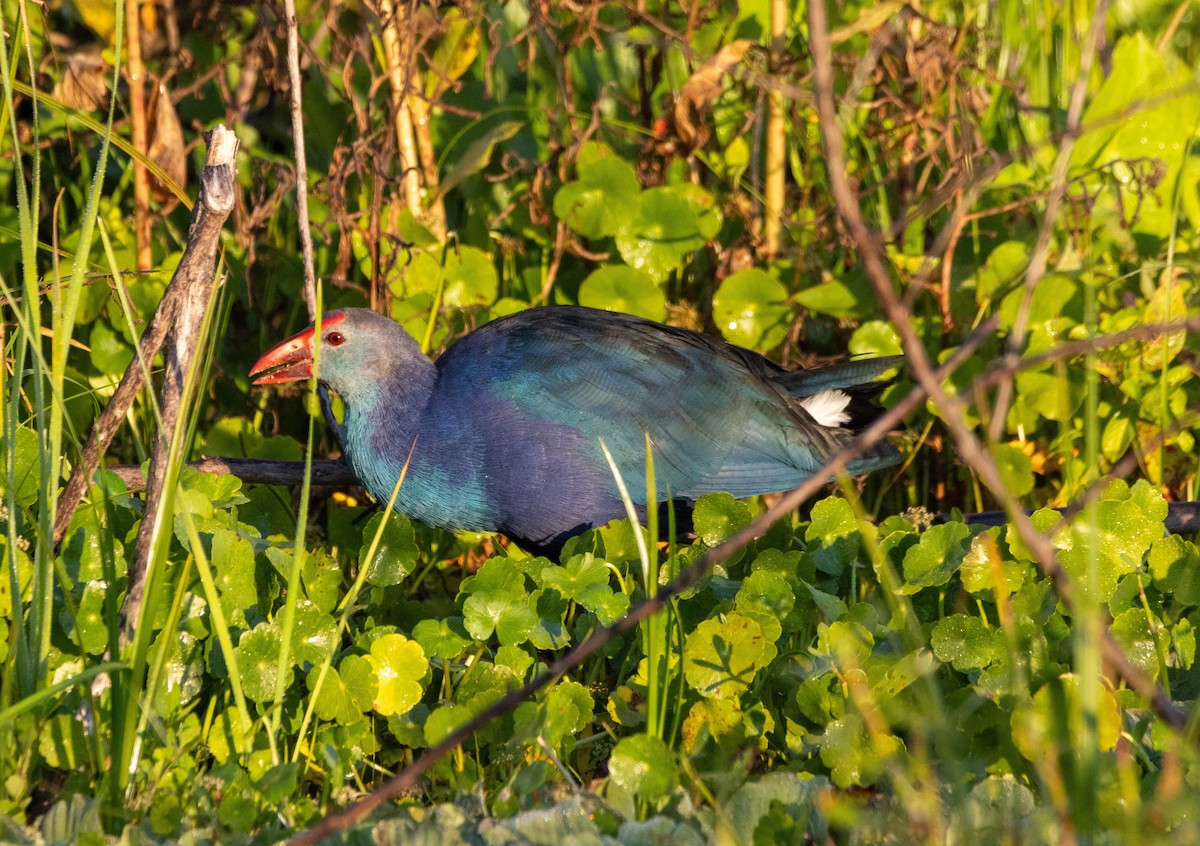 Uroilo urdin burugrisa - ML645629951