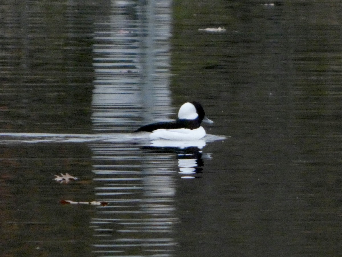 Гоголь-головастик - ML645629952