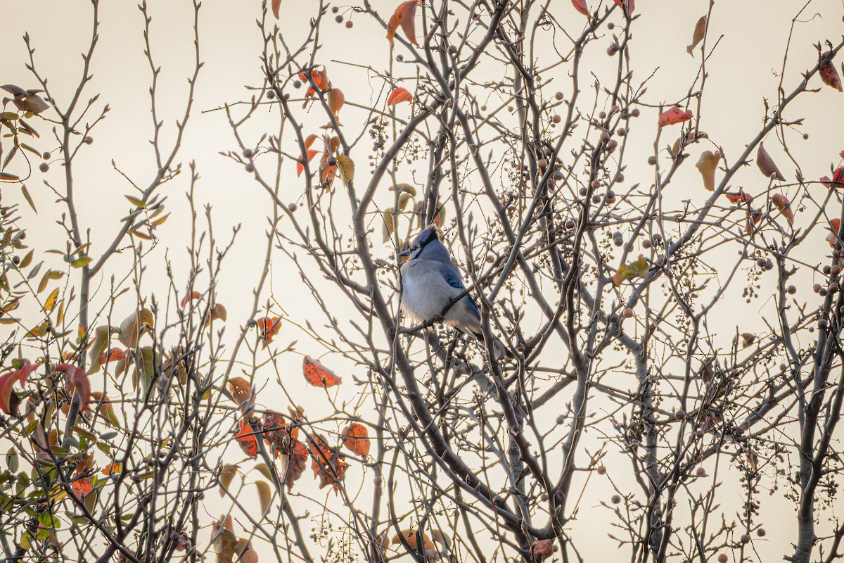 Blue Jay - ML645629953