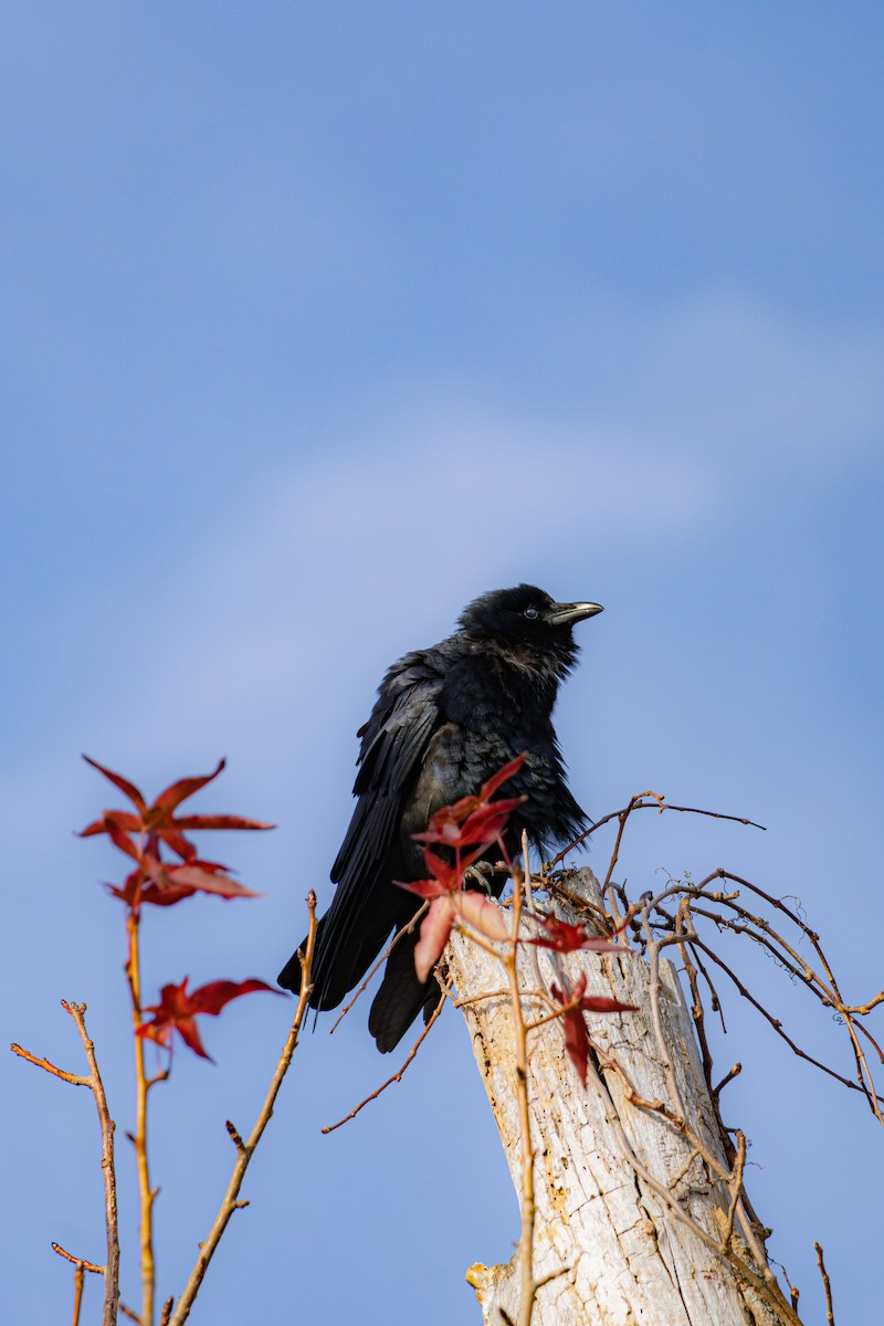 Fish Crow - ML645629960