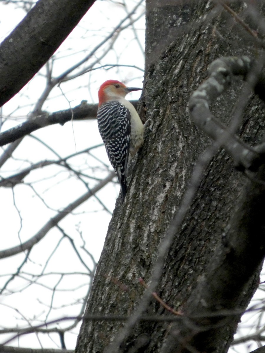 Carpintero de Carolina - ML645629962