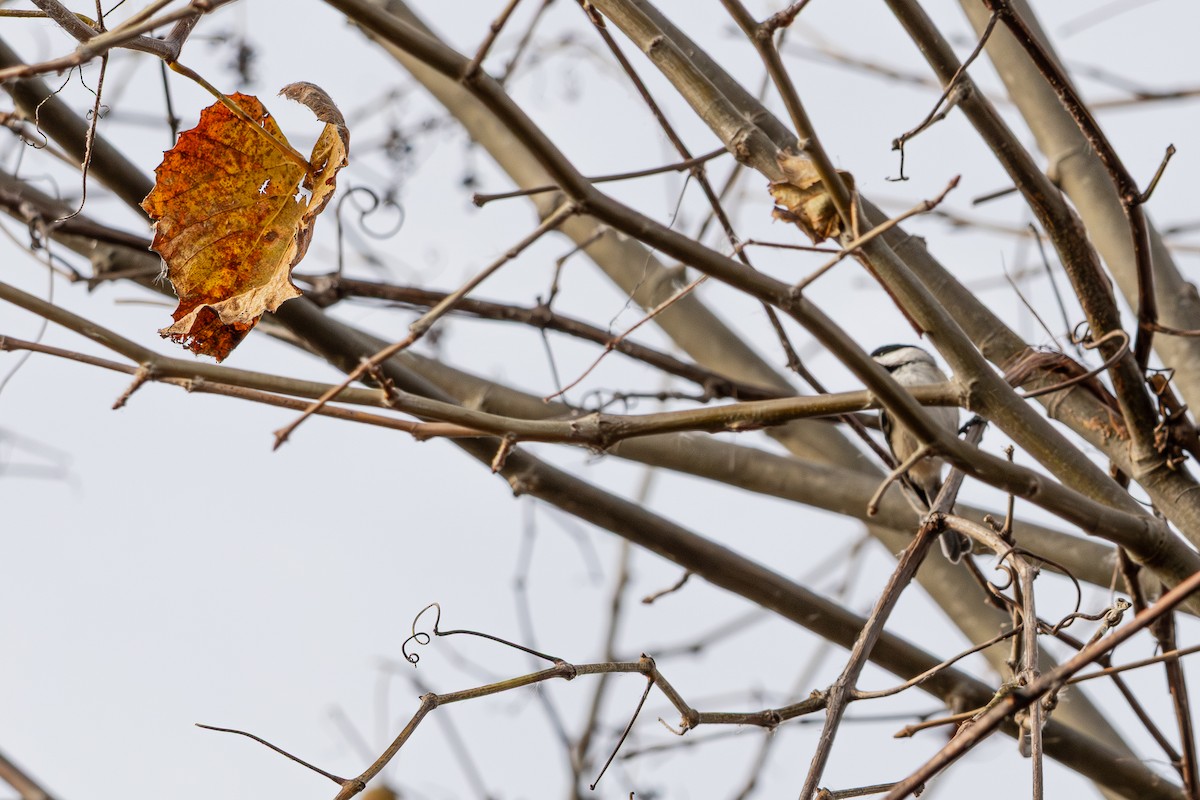 Carolina Chickadee - ML645629963
