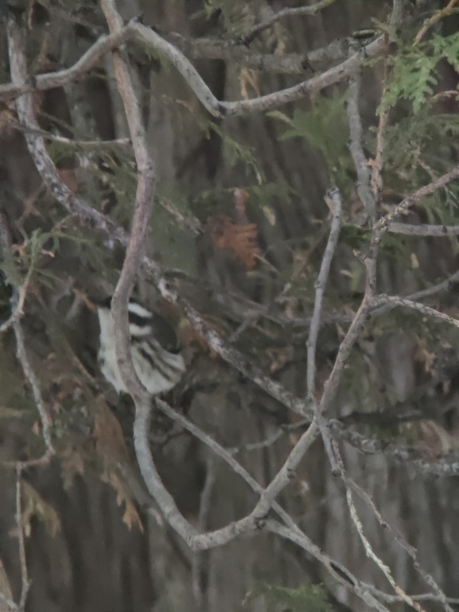 Black-throated Gray Warbler - ML645629964