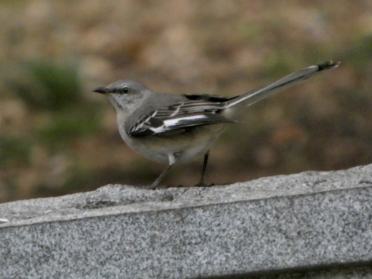 Sinsonte Norteño - ML645629965