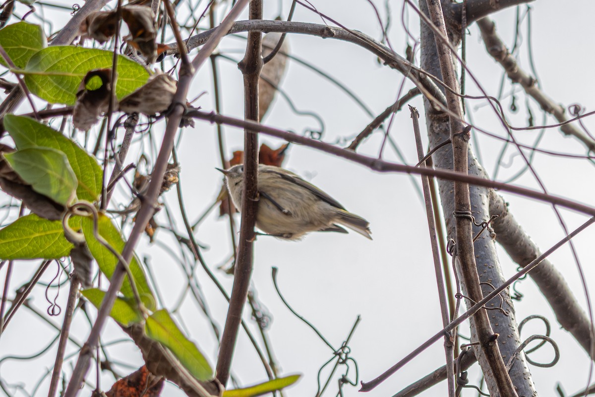 Ruby-crowned Kinglet - ML645629966