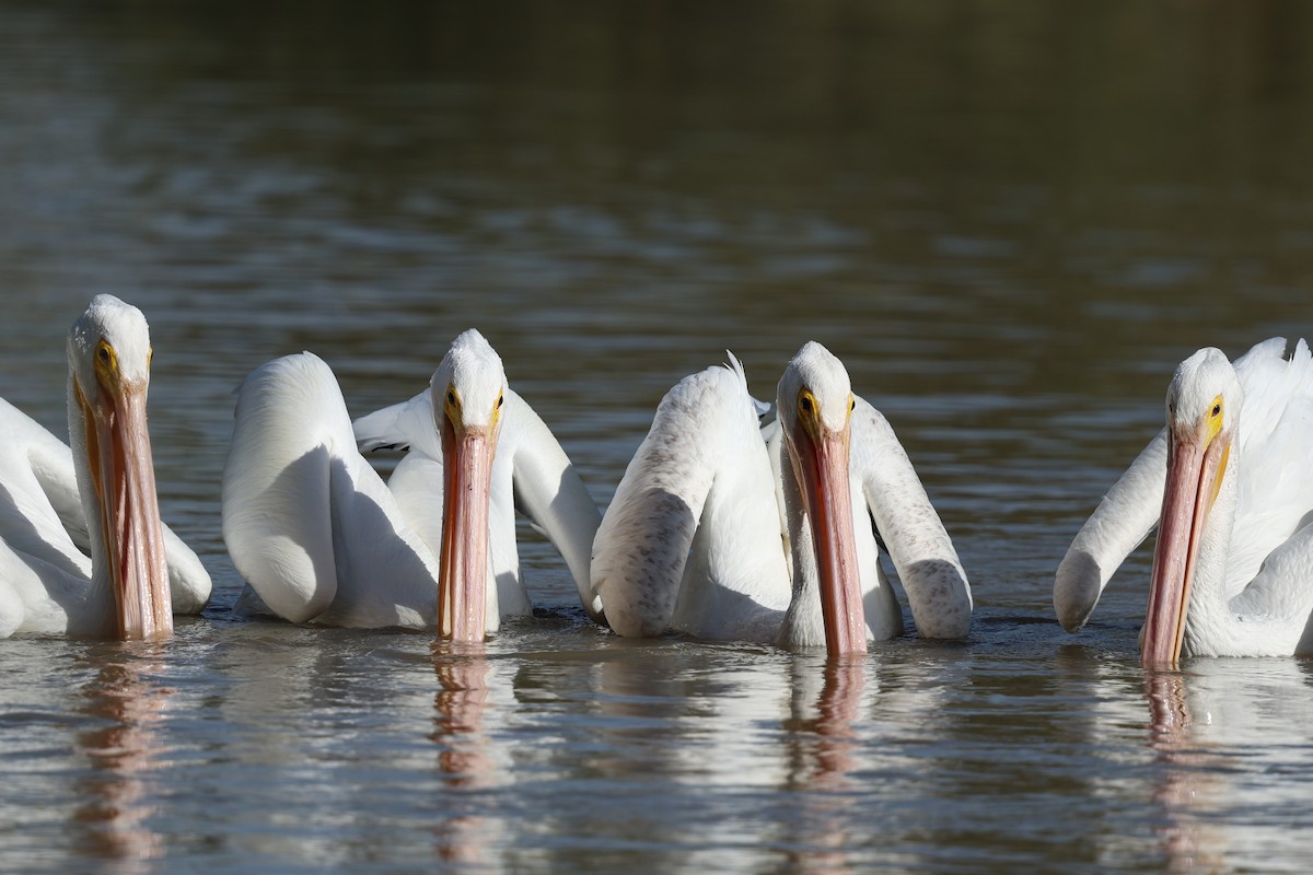 American White Pelican - ML645629967