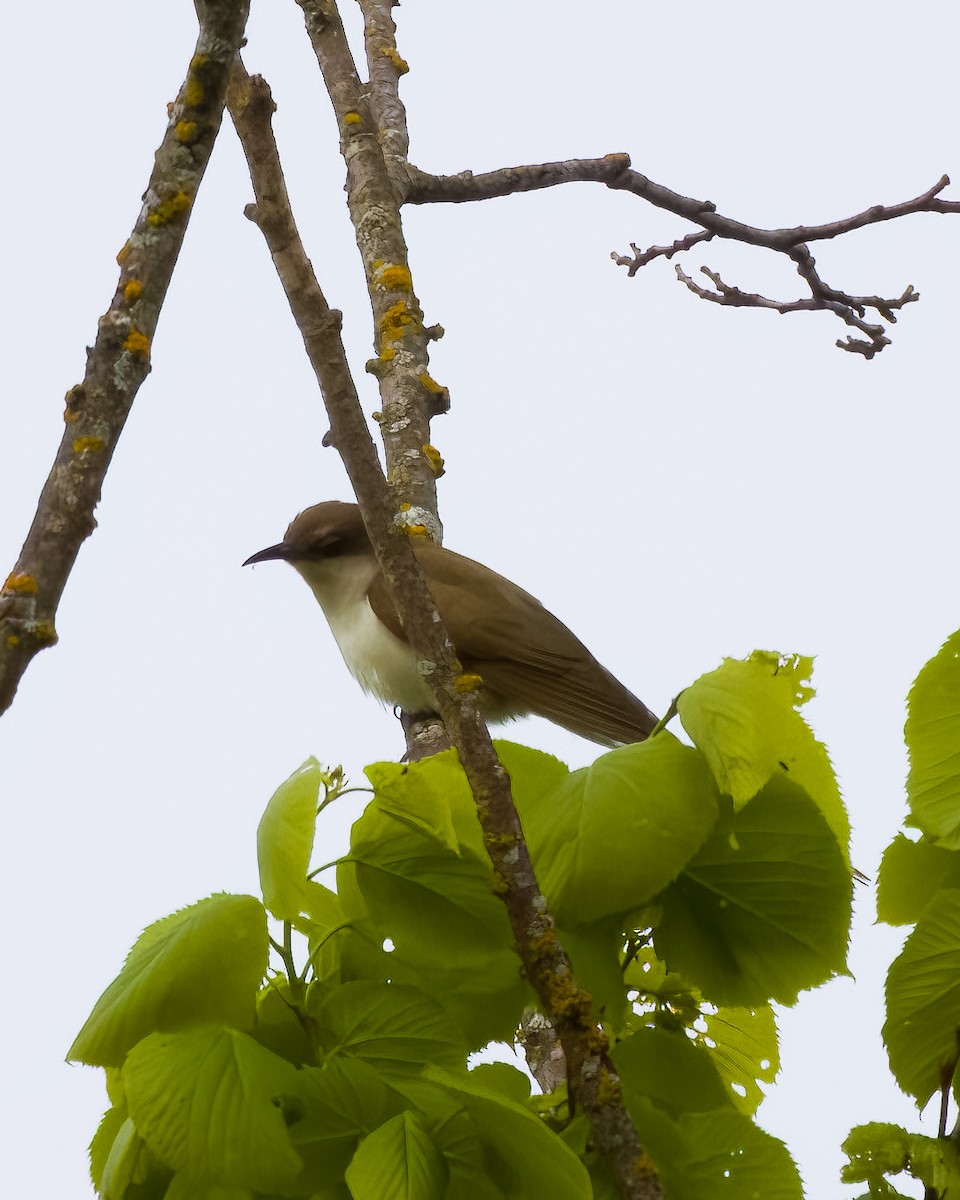 kukačka černozobá - ML645629971