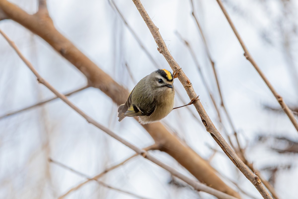 Golden-crowned Kinglet - ML645629977