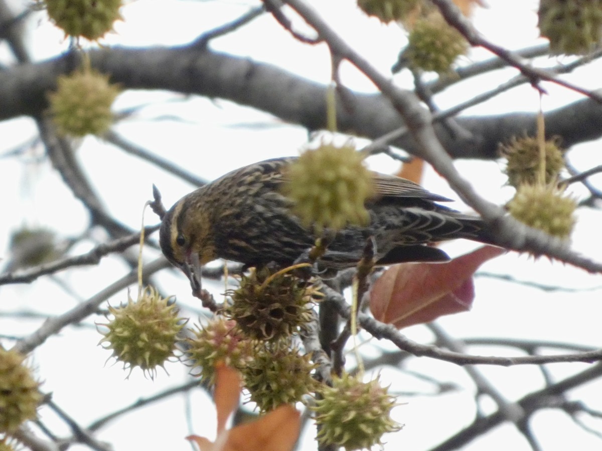 Sargento Alirrojo - ML645629979