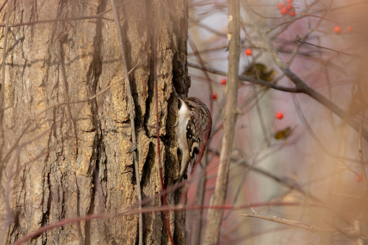 Brown Creeper - ML645629980