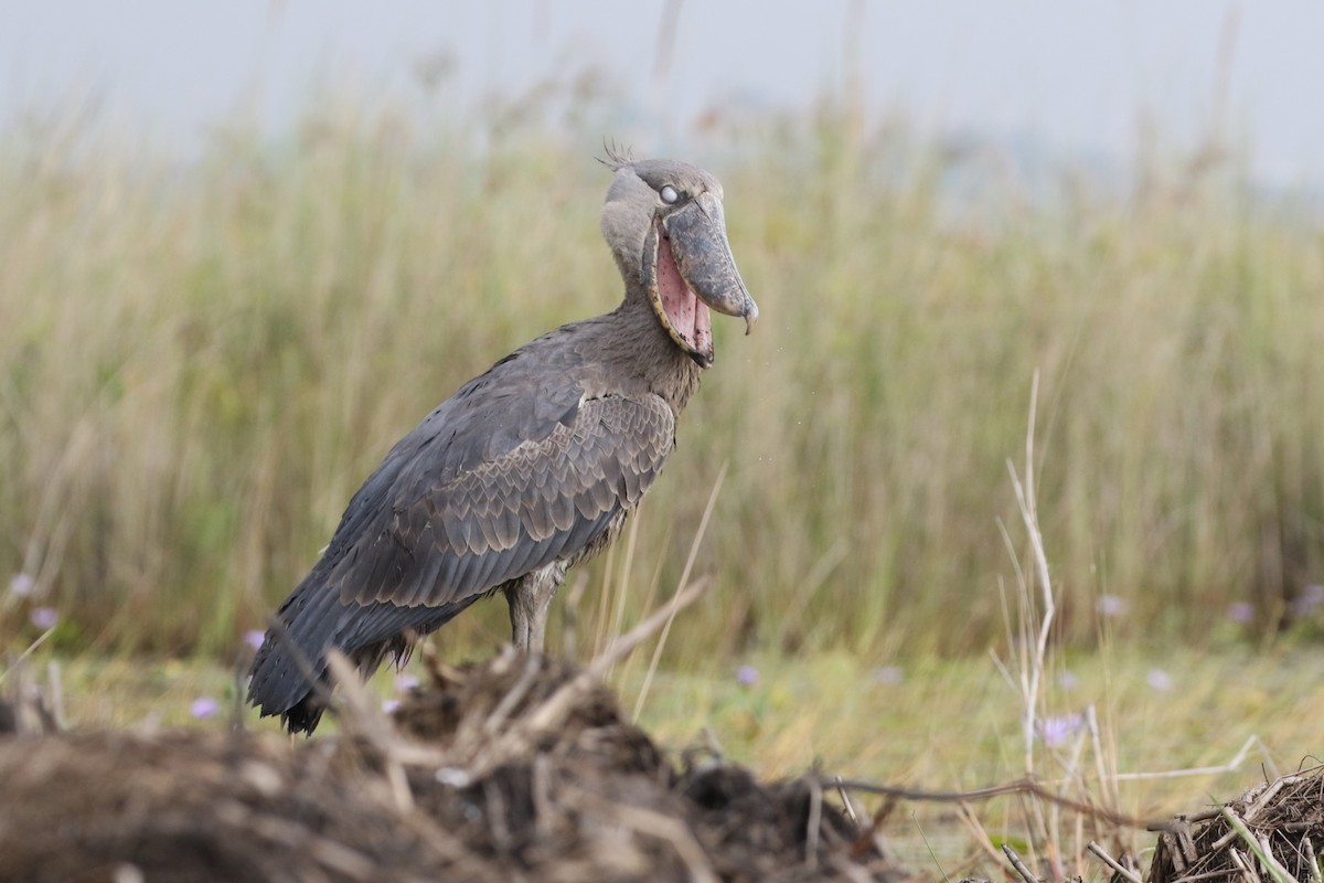 Shoebill - ML645629981