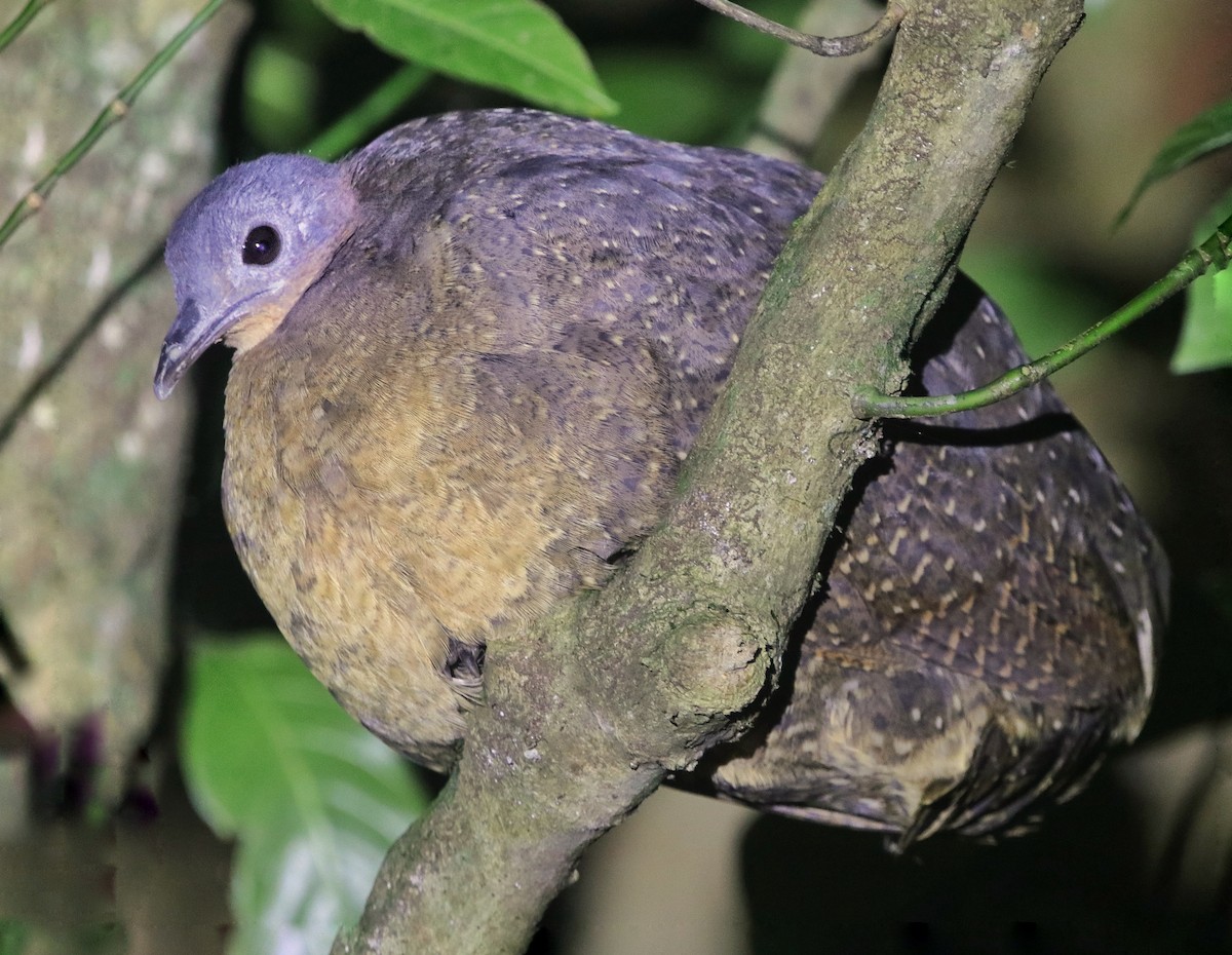 Highland Tinamou - ML645629982