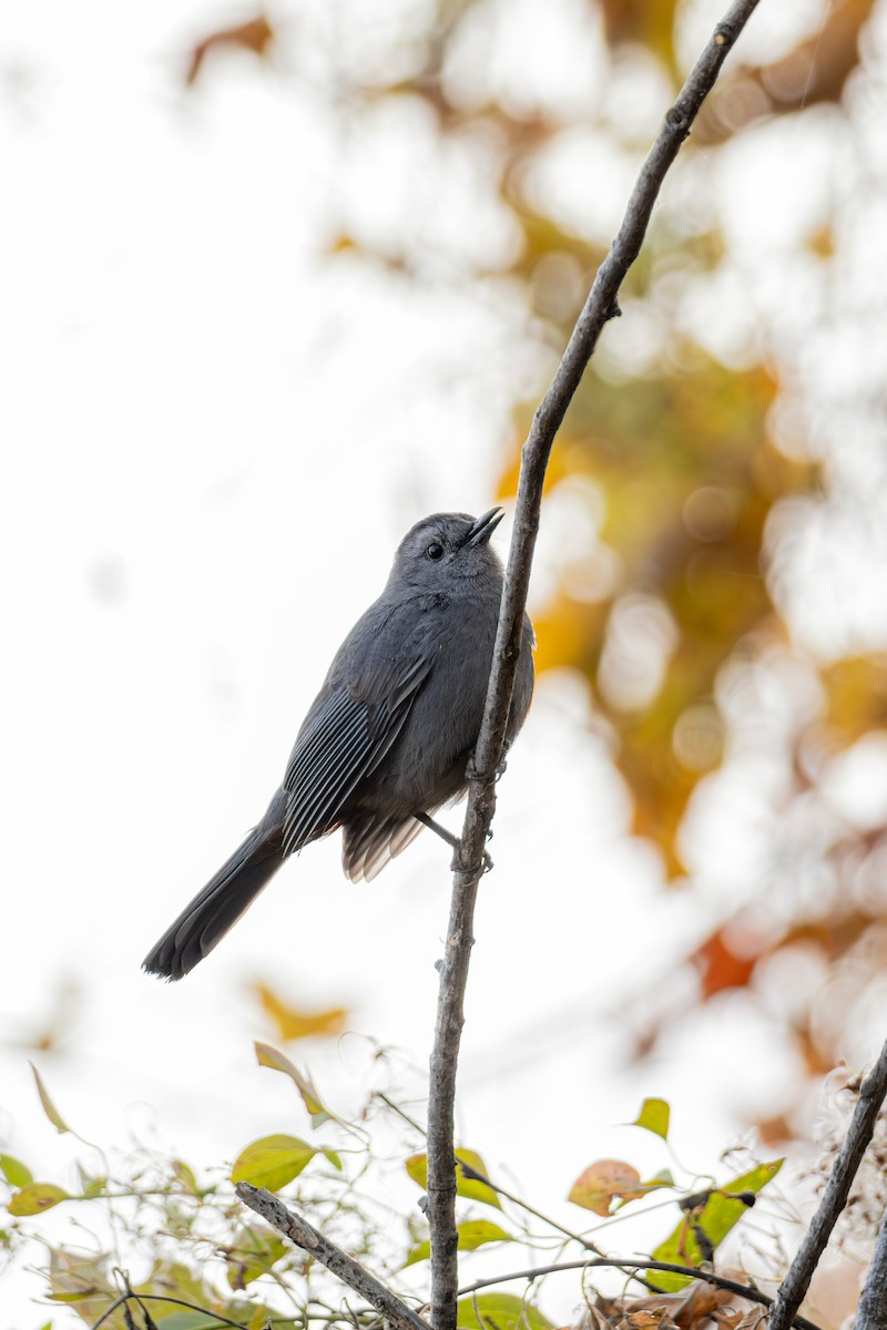 Gray Catbird - ML645629983