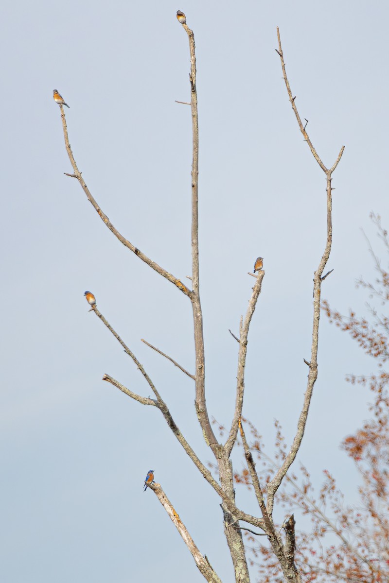 Eastern Bluebird - ML645629985