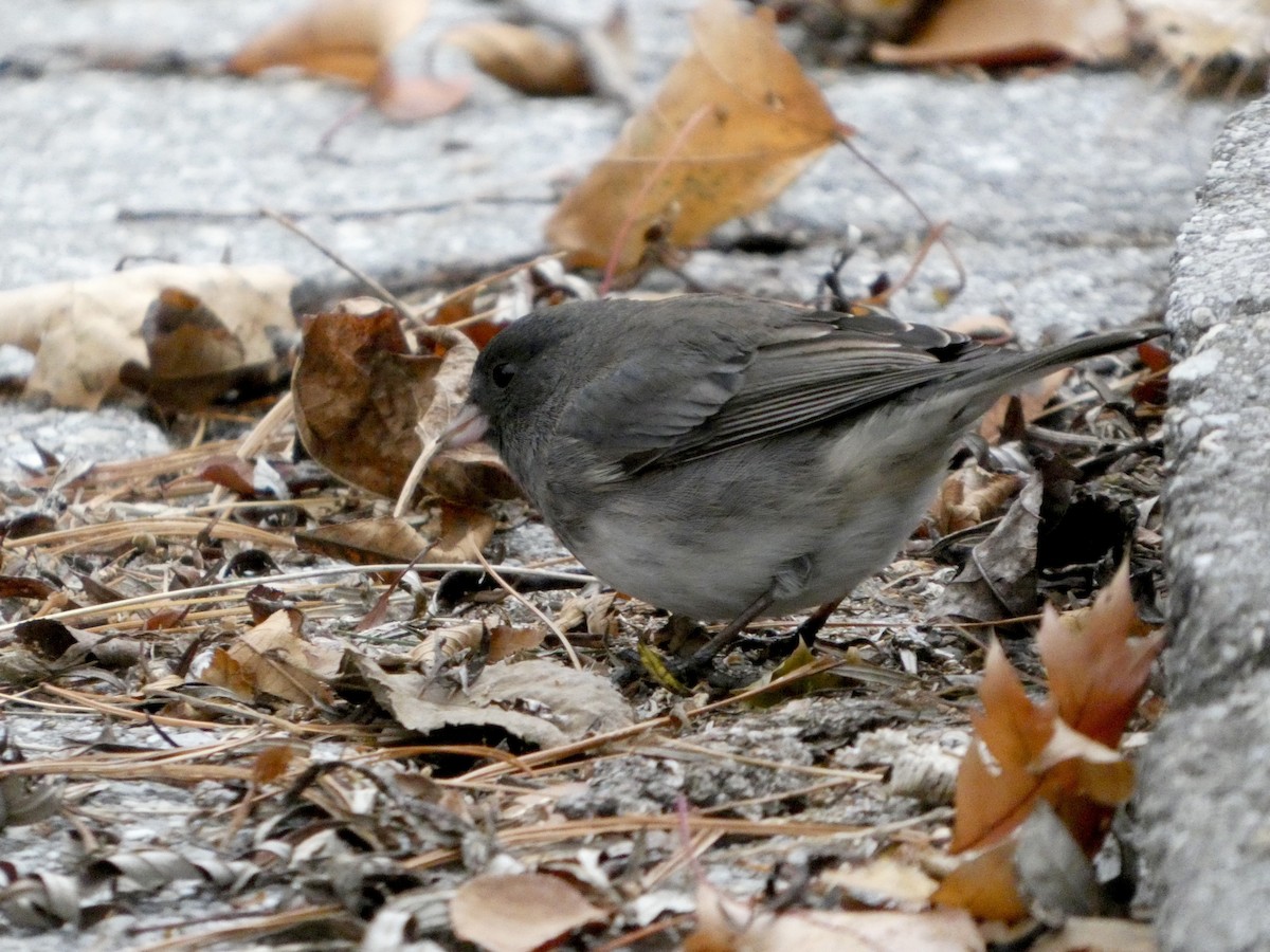 Junco Ojioscuro - ML645629987