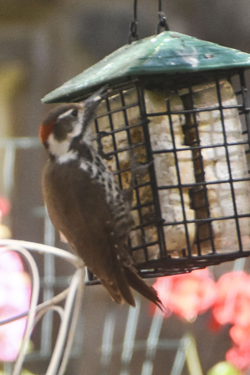 Arizona Woodpecker - ML645629988