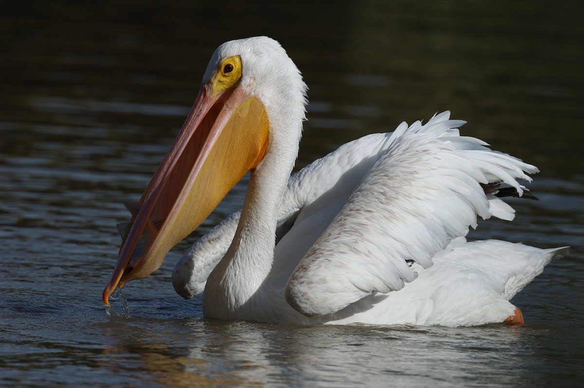 American White Pelican - ML645629990