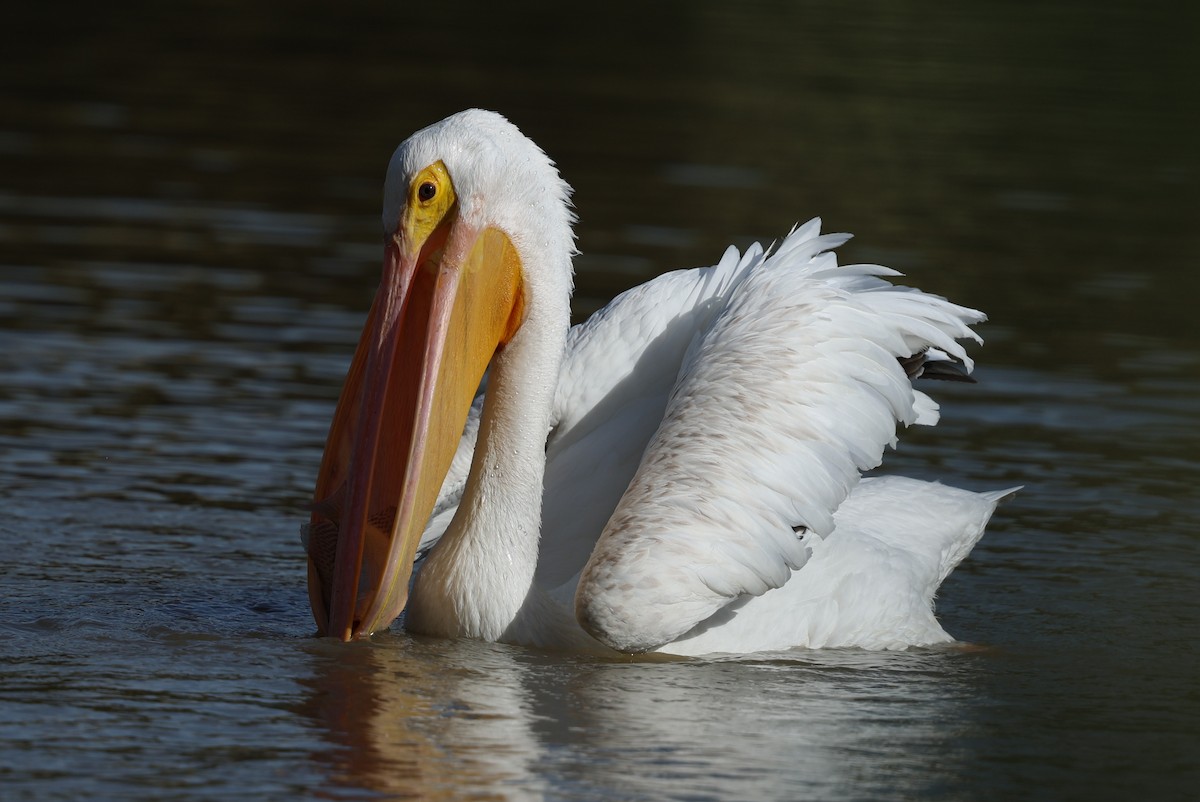 American White Pelican - ML645629991