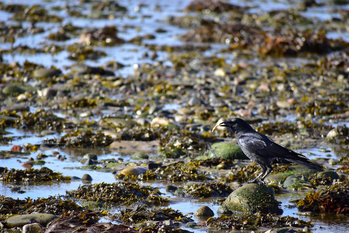 American Crow - ML645629992