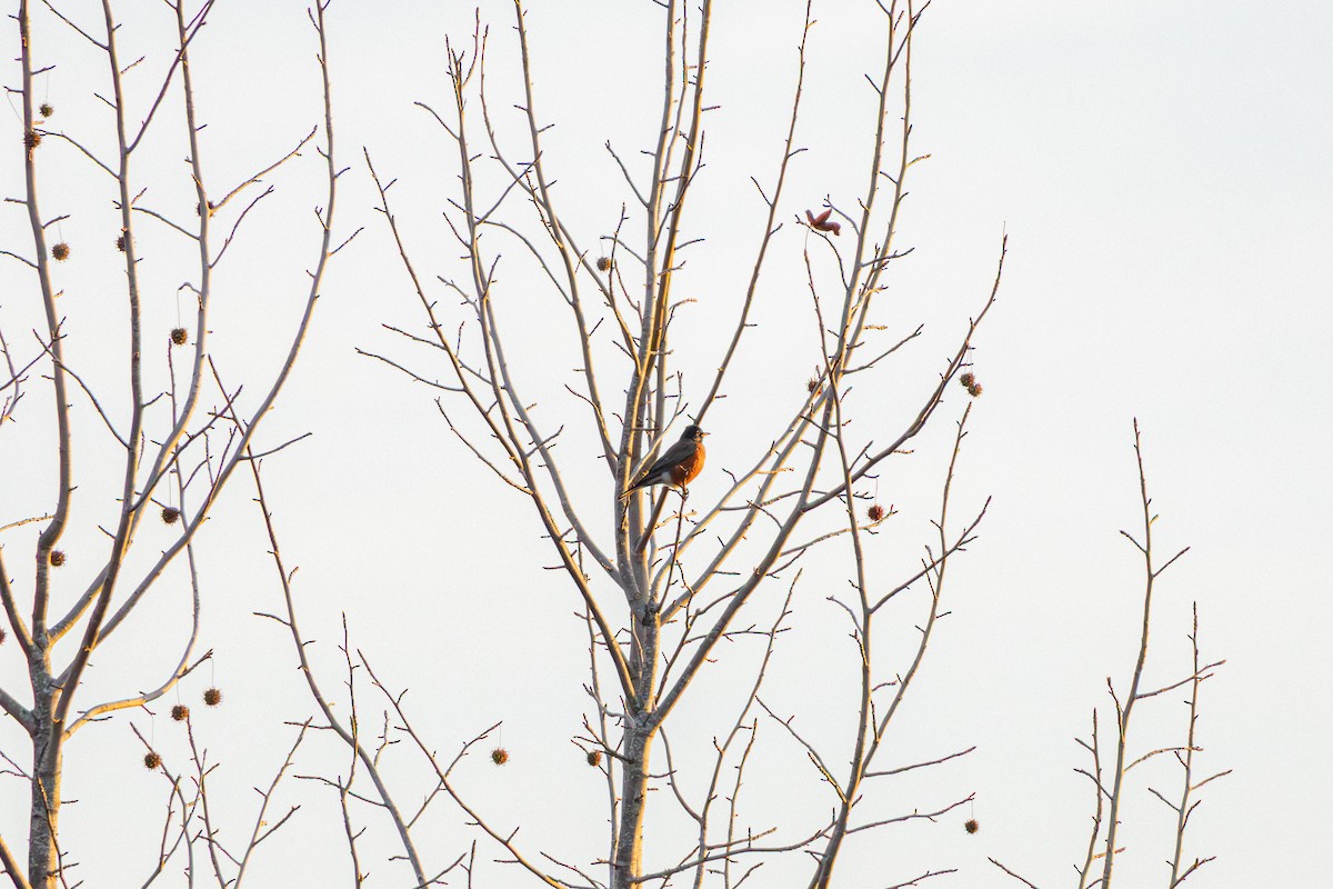 American Robin - ML645629993