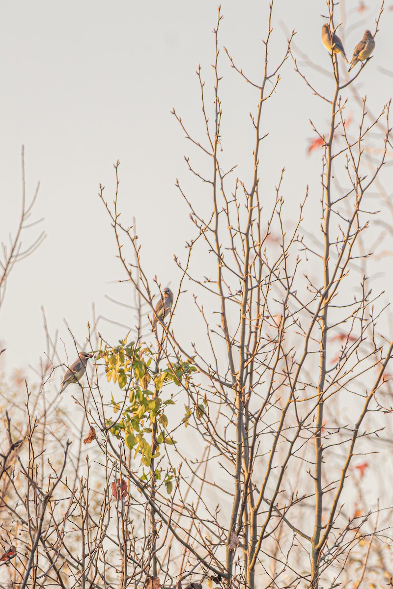 Cedar Waxwing - ML645629995