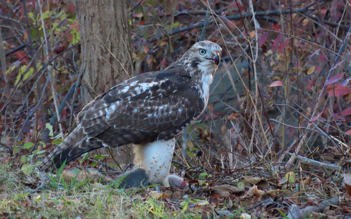 Red-tailed Hawk - ML645629996