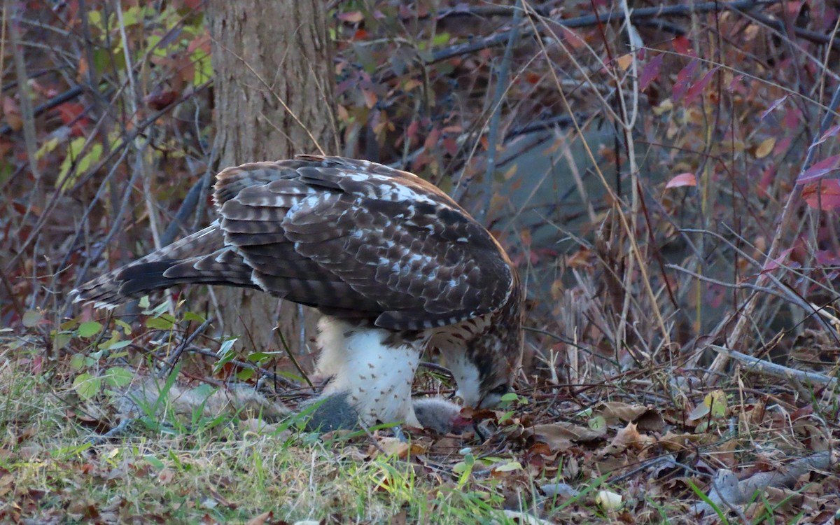 Red-tailed Hawk - ML645629997