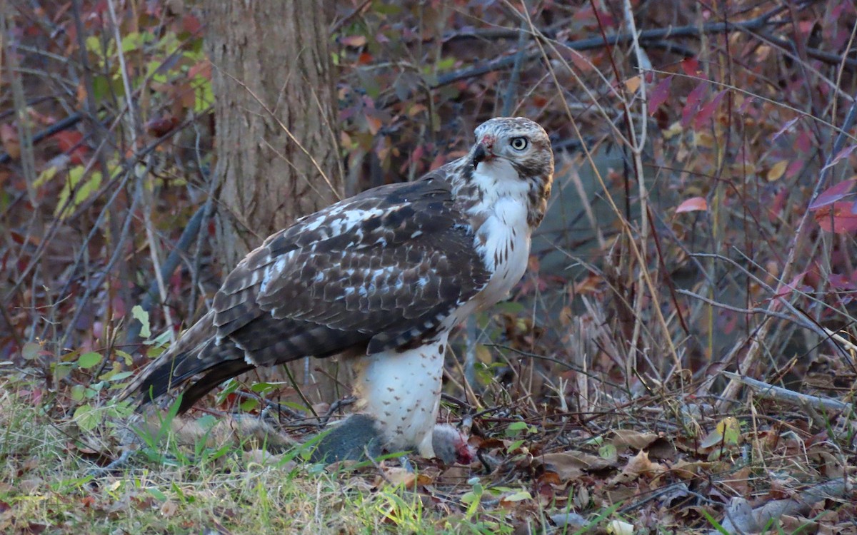 Red-tailed Hawk - ML645629998