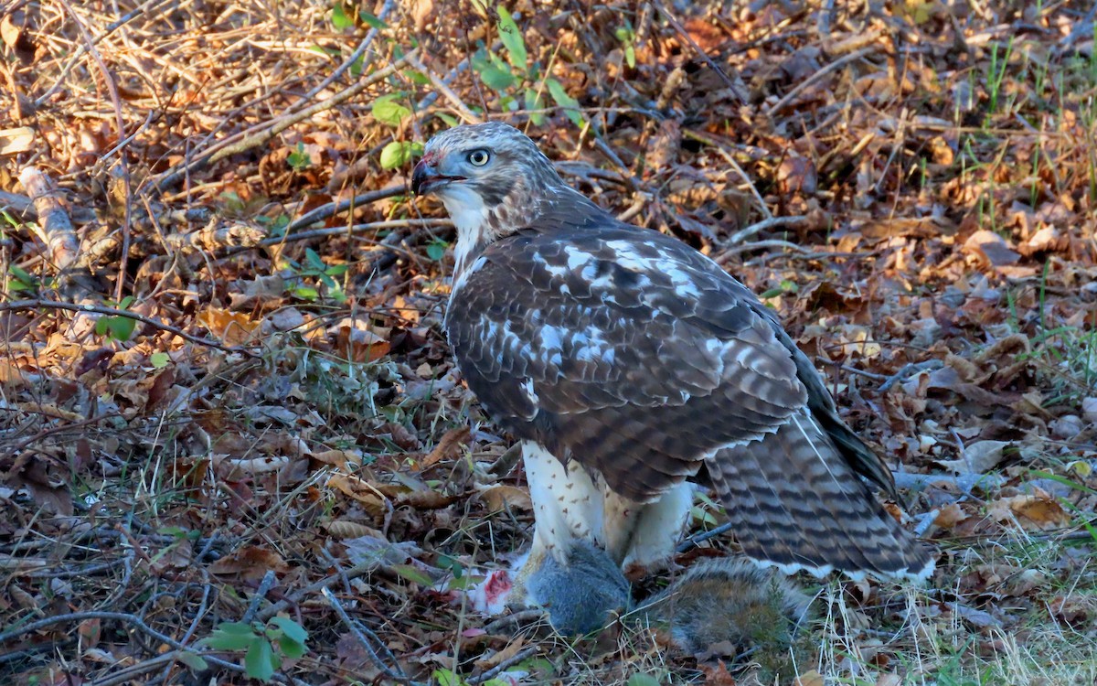Red-tailed Hawk - ML645629999