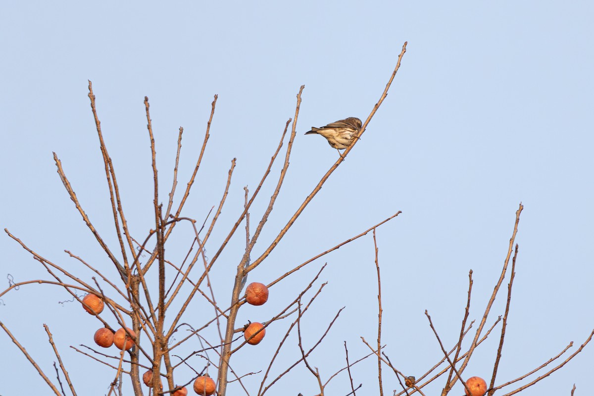 Purple Finch - ML645630004