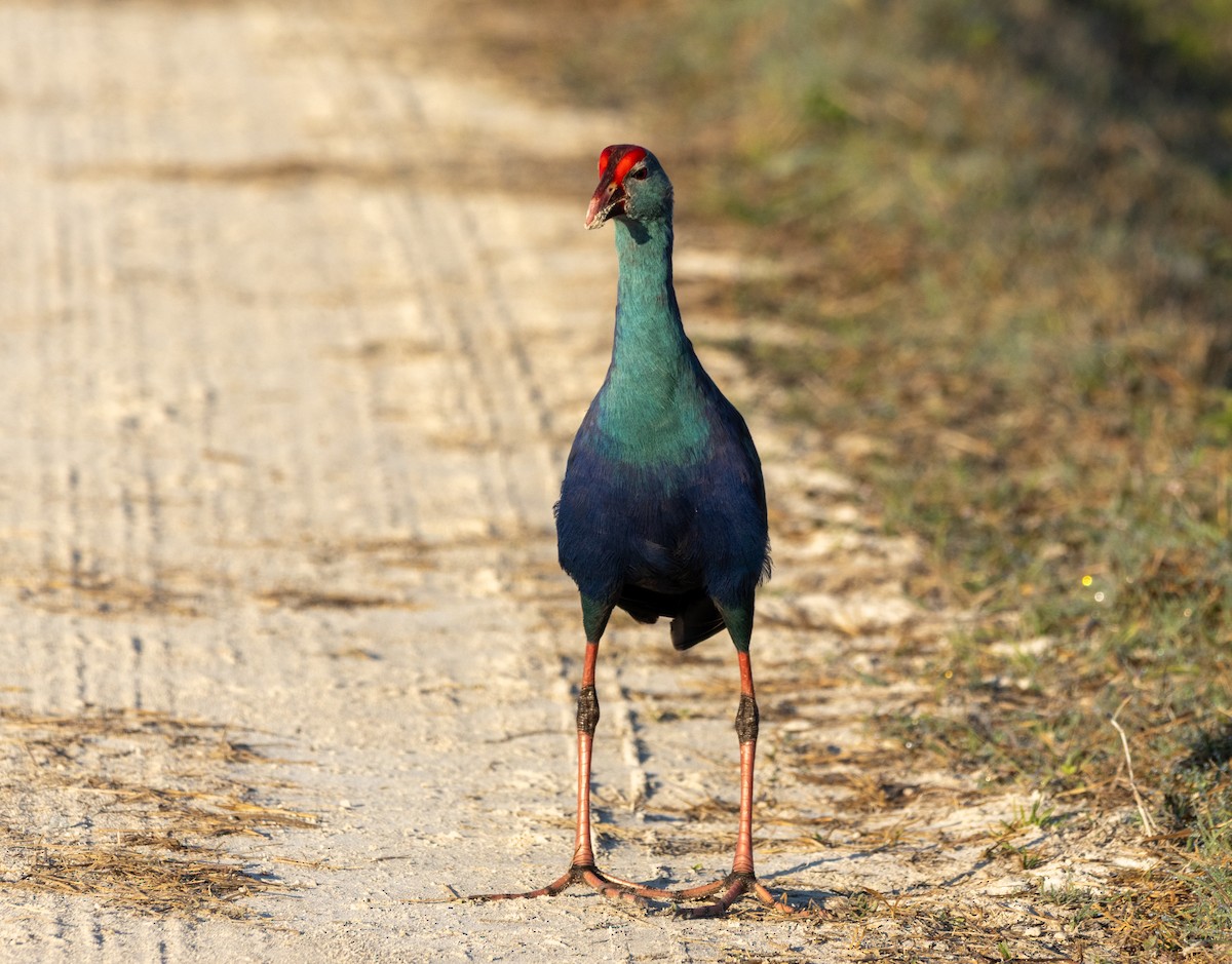 Uroilo urdin burugrisa - ML645630021